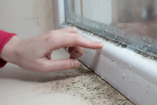 Best Mold Remediation for Healthcare Facilities  in Dover, NH