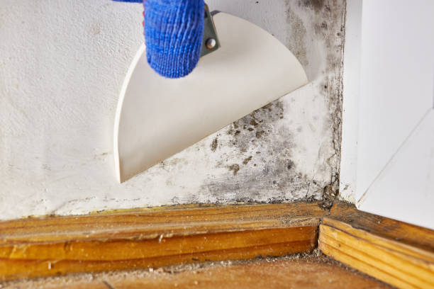 Best Dehumidification Services  in Dover, NH